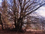 Monte VACCAREGGIO (1474 m) da Lavaggio di Dossena il 27 dicembre 2023 - FOTOGALLERY
